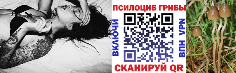 Галлюциногенные грибы Psilocybe  Купить где  Богородицк 